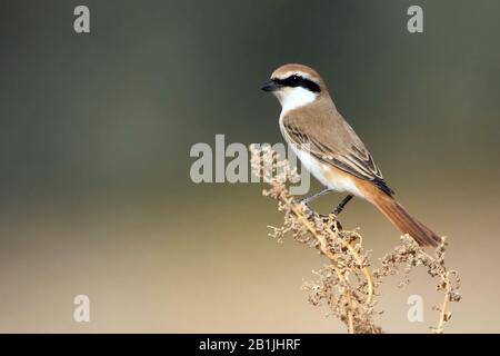 Turkestan Shrike (Lanius isabellinus phénicuroides, Lanius phénicuroides), dans le désert israélien du negev, en Israël Banque D'Images