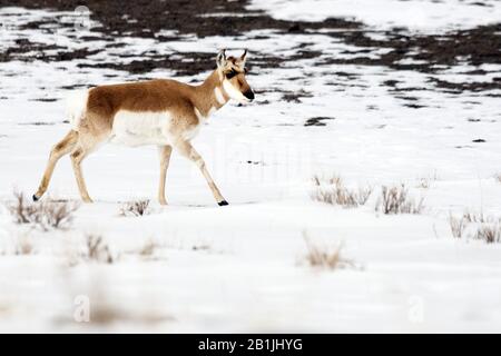 Pronghorn (Antilocapra americana), marche dans la neige, États-Unis, Wyoming, Yellowstone National Park Banque D'Images