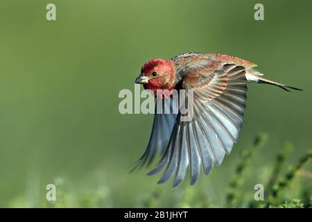 rosefinch commun (Carpodacus erythrinus ferghanensis, Carpodacus ferghanensis), homme en vol, Kazakhstan Banque D'Images