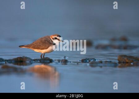 Kentish plover (Charadrius alexandrinus), homme debout en eaux peu profondes, vue latérale, Espagne, Iles Baléares, Majorque Banque D'Images