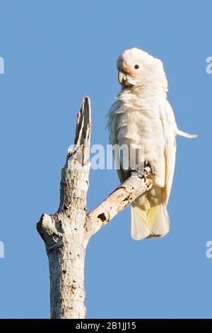 Le cafard de Goffin (Cacatua goffini, Cacatua goffiniana), sur un arbre, en Indonésie, aux îles de Tanimbar, aux îles de Lesser Sunda Banque D'Images