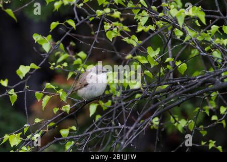 Moindre whitethroat (Sylvia curruca halimodendri), sur une succursale, au Kazakhstan Banque D'Images