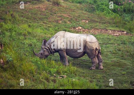 Le grand rhinocéros indien, le grand rhinocéros indien À Une horne (Rhinoceros unicornis), le pâturage, vue latérale, Inde, le parc national de Kaziranga Banque D'Images