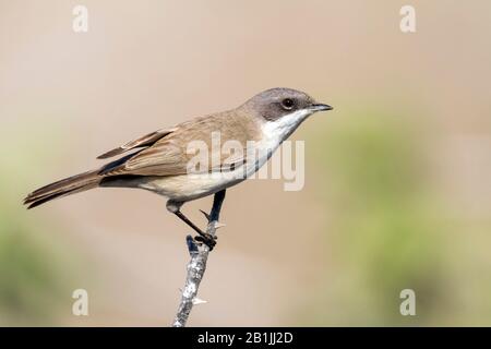 Moindre whitethroat (Sylvia curruca halimodendri), sur une succursale, Oman Banque D'Images