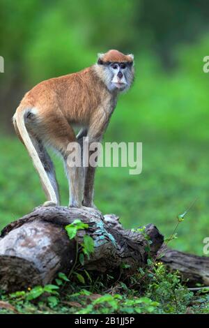 Singe patas, guenon rouge, singe rouge, singe hussar, nisnas (patas Erythrocebus), debout sur bois mort Banque D'Images