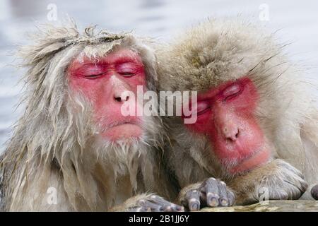 Macaque japonais, singe neigeux (Macaca fuscata), deux singes neigeux dormant dans un printemps chaud, portrait, Japon, Nagano, Jigokudani Yaen Koen Banque D'Images
