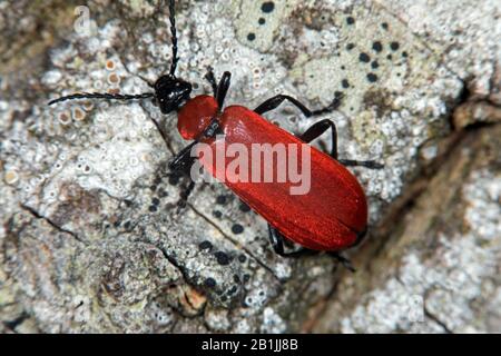 Scarabée, coléoptère cardinal (Pyrochea coccinea), assise sur écorce, vue de dessus, Allemagne Banque D'Images