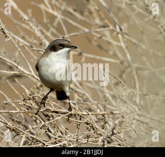 Moindre whitethroat (Sylvia curruca halimodendri), sur une succursale, Oman Banque D'Images