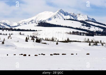 Bison américain, buffle (bison Bison), pâturage de troupeau dans le parc national de Yellowstone couvert de neige, États-Unis, Wyoming, parc national de Yellowstone Banque D'Images