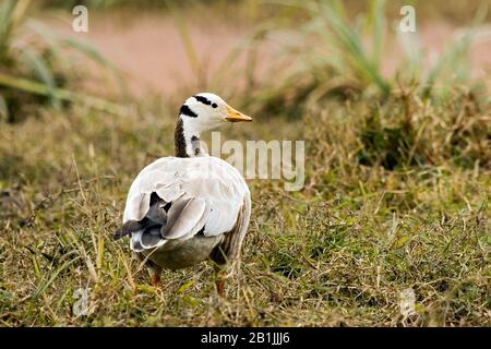 Oie à tête de bar (Anser indicus), vue arrière, Inde, Bharatpur Banque D'Images