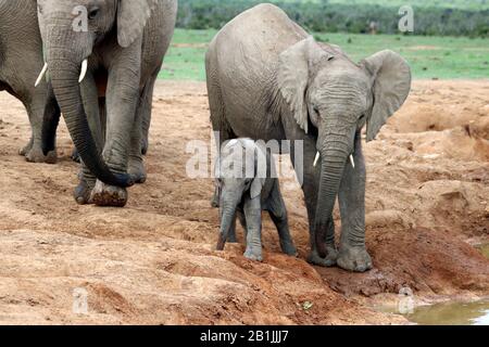 Éléphant d'Afrique (Loxodonta africana), éléphantbaby au trou d'eau, Afrique du Sud, Lowveld, Parc national Krueger Banque D'Images