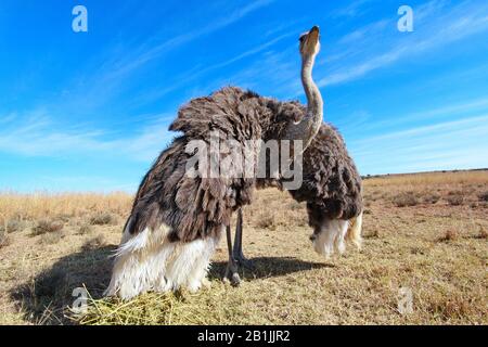 Autruche (Struthio camelus), femme debout avec des ailes étirées dans la savane, Afrique du Sud, Lowveld, Krueger National Park Banque D'Images