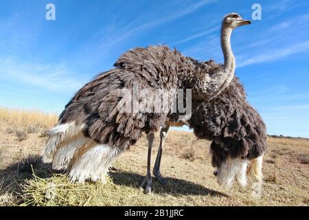 Autruche (Struthio camelus), femme debout avec des ailes étirées dans la savane, Afrique du Sud, Lowveld, Krueger National Park Banque D'Images