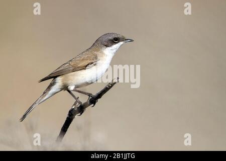 Moindre whitethroat (Sylvia curruca halimodendri), sur une succursale, Oman Banque D'Images