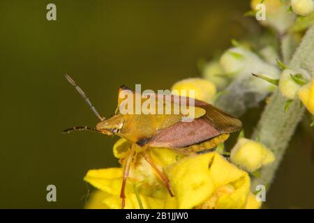 Bug de protection rouge, bug de protection Skull (Carpocoris fuscispinus, Carpocoris medMediterraneus atlanticus), assis sur une fleur jaune, vue latérale, Allemagne Banque D'Images