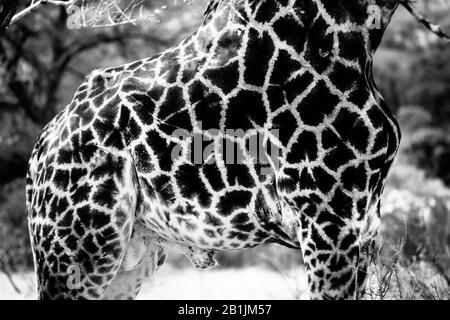 Parc National Kruger, Afrique Du Sud. Motifs girafe en noir et blanc. Banque D'Images