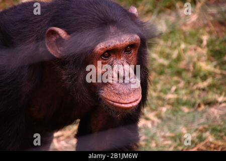 Afrique du Sud, dans un sanctuaire chimpanzé. Banque D'Images