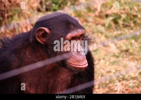 Afrique du Sud, dans un sanctuaire chimpanzé. Banque D'Images