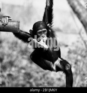 Afrique du Sud, dans un sanctuaire chimpanzé. Banque D'Images