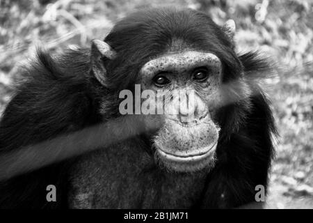 Afrique du Sud, dans un sanctuaire chimpanzé. Banque D'Images