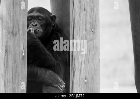 Afrique du Sud, dans un sanctuaire chimpanzé. Banque D'Images