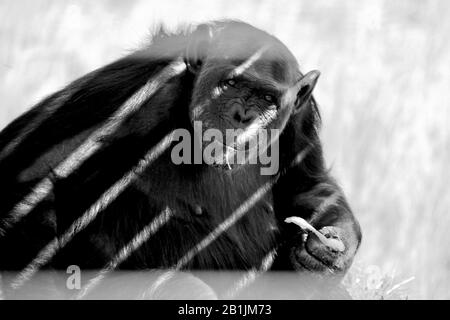 Afrique du Sud, dans un sanctuaire chimpanzé. Banque D'Images