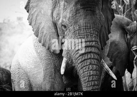 Parc National Kruger, Afrique Du Sud. Les bébés éléphants traversent et profitent du soleil avec leurs parents. Banque D'Images