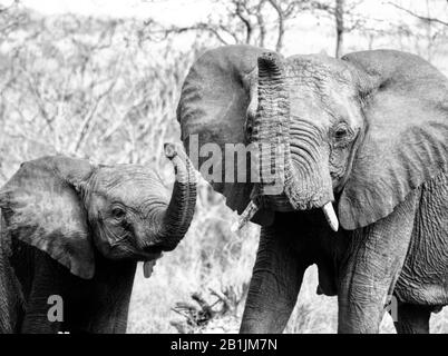 Parc National Kruger, Afrique Du Sud. Les bébés éléphants traversent et profitent du soleil avec leurs parents. Banque D'Images