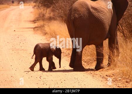 Parc National Kruger, Afrique Du Sud. Les bébés éléphants traversent et profitent du soleil avec leurs parents. Banque D'Images