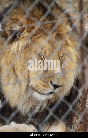 Afrique du Sud, Lions dans un sanctuaire. Banque D'Images