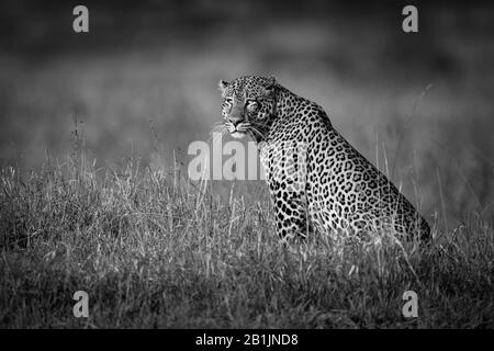 Un grand léopard mâle se trouve dans l'herbe longue dans le profil. Il a un pelage tacheté noir et or et tourne la tête pour balayer la savane. Tourné avec un Nikon Banque D'Images