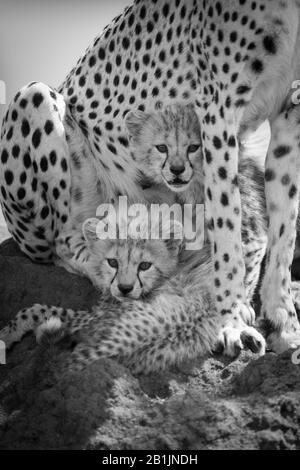 Les petits de la mono reposent sur la muette sous la guépard Banque D'Images