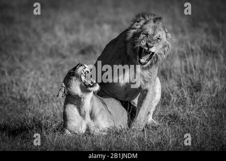 Pendant l'accouplement, un lion mâle et un roar lioness l'un à l'autre. La femme est allongé, et le mâle est accroupir au-dessus d'elle. Tourné avec un Nikon D850 in Banque D'Images