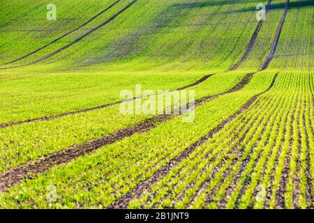 Les rangées de blé vert et les vagues des champs agricoles de la Moravie du Sud, République tchèque. Peut être utilisé comme fond de nature ou texture Banque D'Images