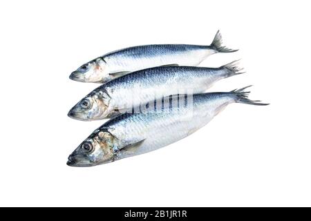Trois poissons de hareng isolés sur un fond blanc. Banque D'Images