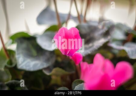 Cyclamen fleurs dans un pot de fleurs maison, rose, pourpre, et blanc. Au début de l'hiver, fleurir les feuilles vert foncé. Isolé par un fond flou. Banque D'Images