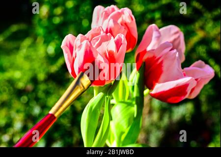 Tulipe rouge et blanche au soleil. Une brosse rouge symbolise les couleurs fortes de la nature. Banque D'Images