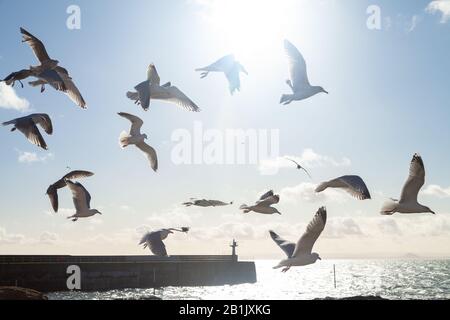 Un groupe mixte de mouettes volantes le long de la côte près de Pittenweem, Fife, Écosse. Banque D'Images