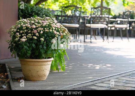 Pot avec chrysanthèmes beige sur fond flou du café d'été extérieur. Fleurs dans un pot de fleurs. Banque D'Images