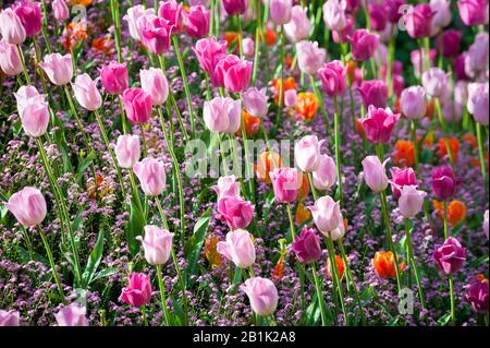 Vue sélective de mise au point de plein cadre de tulipes colorées dans un jardin de printemps Banque D'Images