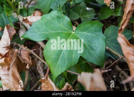 Feuille palmatelée vert foncé à feuilles persistantes de l'Ivy anglaise (Ivy commune, hélice Hedera). Feuilles avec 3 lobes. Banque D'Images