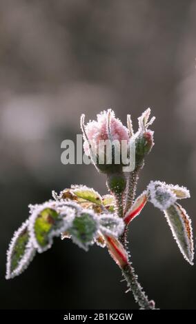 Les Rosebuds Couverts de glace pendant une journée froide d'hiver Banque D'Images