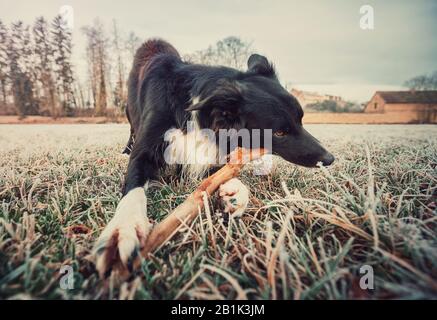 Border Collie chien attraper un bâton avec sa bouche comme jouer des jeux drôles avec son maître dehors dans le parc. Animal obéissant et formé tenant une branche Banque D'Images