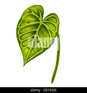 Feuille douce de jungle vert dessinée à la main de l'anthurium sur un fond blanc. Élément tropical exotique décoratif pour cartes d'invitation, textile, imprimé et Banque D'Images