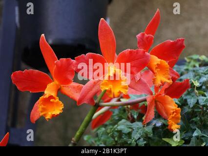 Belle couleur rouge et orange des fleurs d'orchidées de Cattleya Banque D'Images