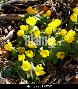 Fleurs d'aconite d'hiver jaunes fleuries au début du printemps Banque D'Images