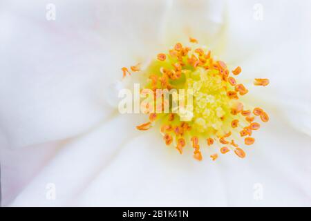 Gros plan d'une fleur de rose blanche stémens focase sélective avec fond blanc flou.macro tir de fleur de rose blanche. Banque D'Images