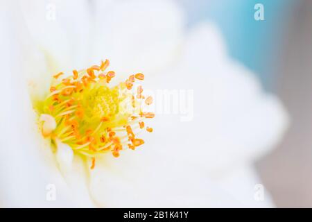 Gros plan d'une fleur de rose blanche stémens focase sélective avec fond blanc flou.macro tir de fleur de rose blanche. Banque D'Images