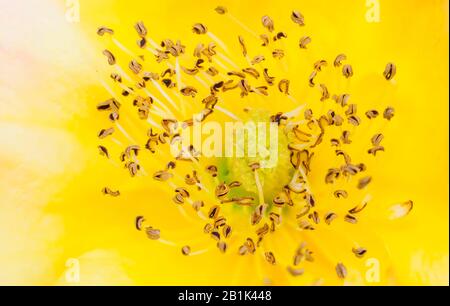 Gros plan d'une fleur de rose dirige les foyers sélectifs avec un fond jaune flou.macro tir de fleur de rose. Banque D'Images
