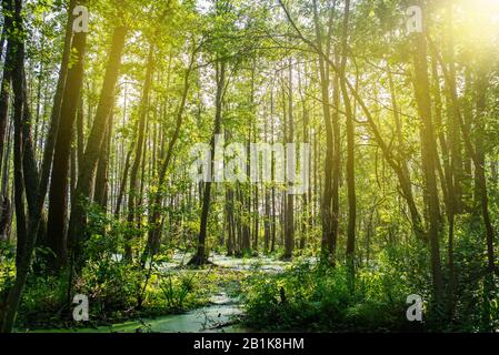 Forêt dense et marécage. Les rayons de soleil abattent les arbres. Végétation marécageuse Banque D'Images